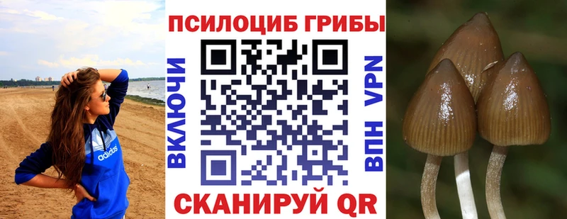 Псилоцибиновые грибы Psilocybine cubensis  Киреевск 